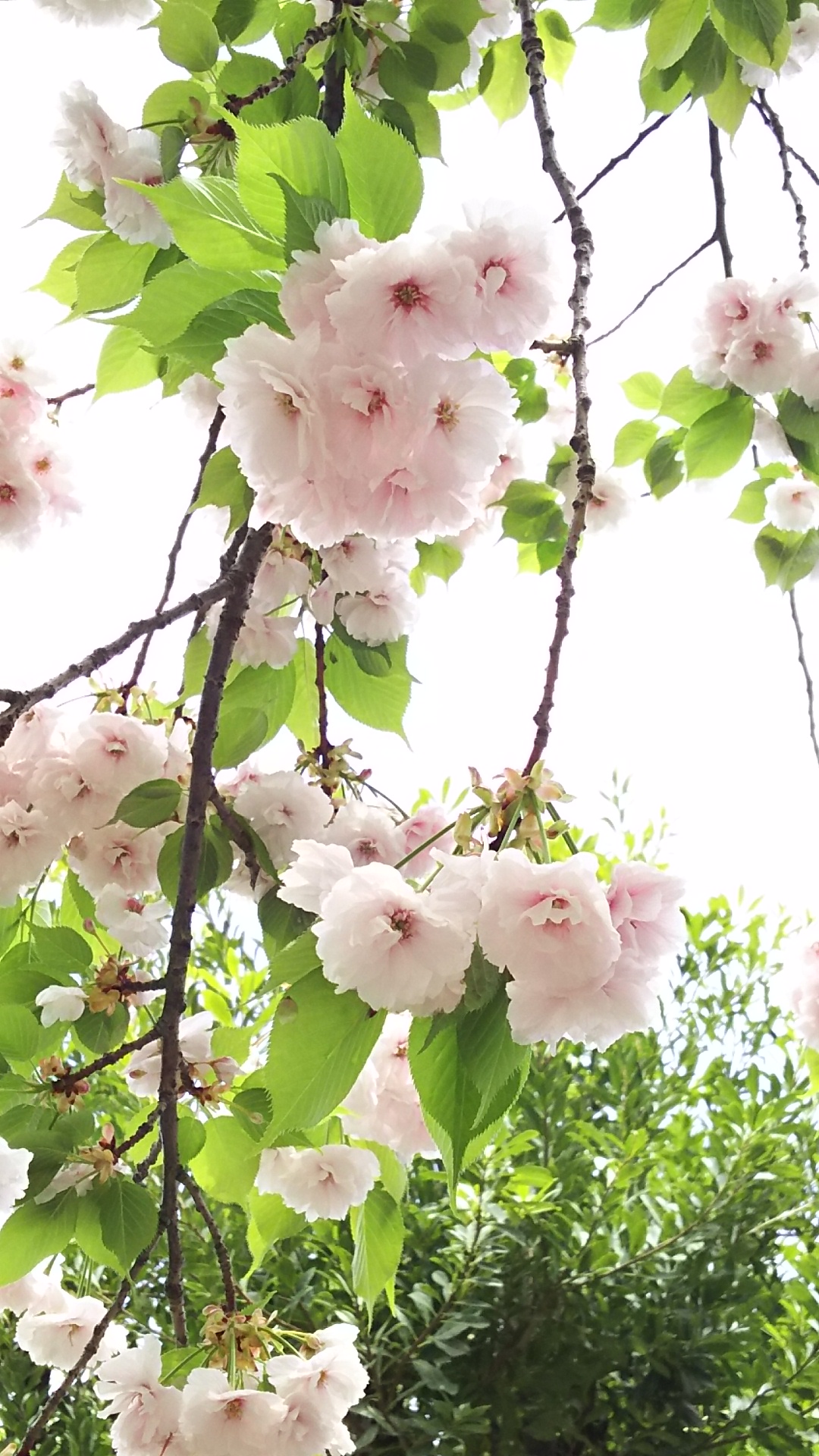 2017.4.18 update 葉桜を楽しんでいます。